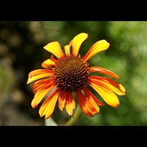 Meet your Posher, Cathy